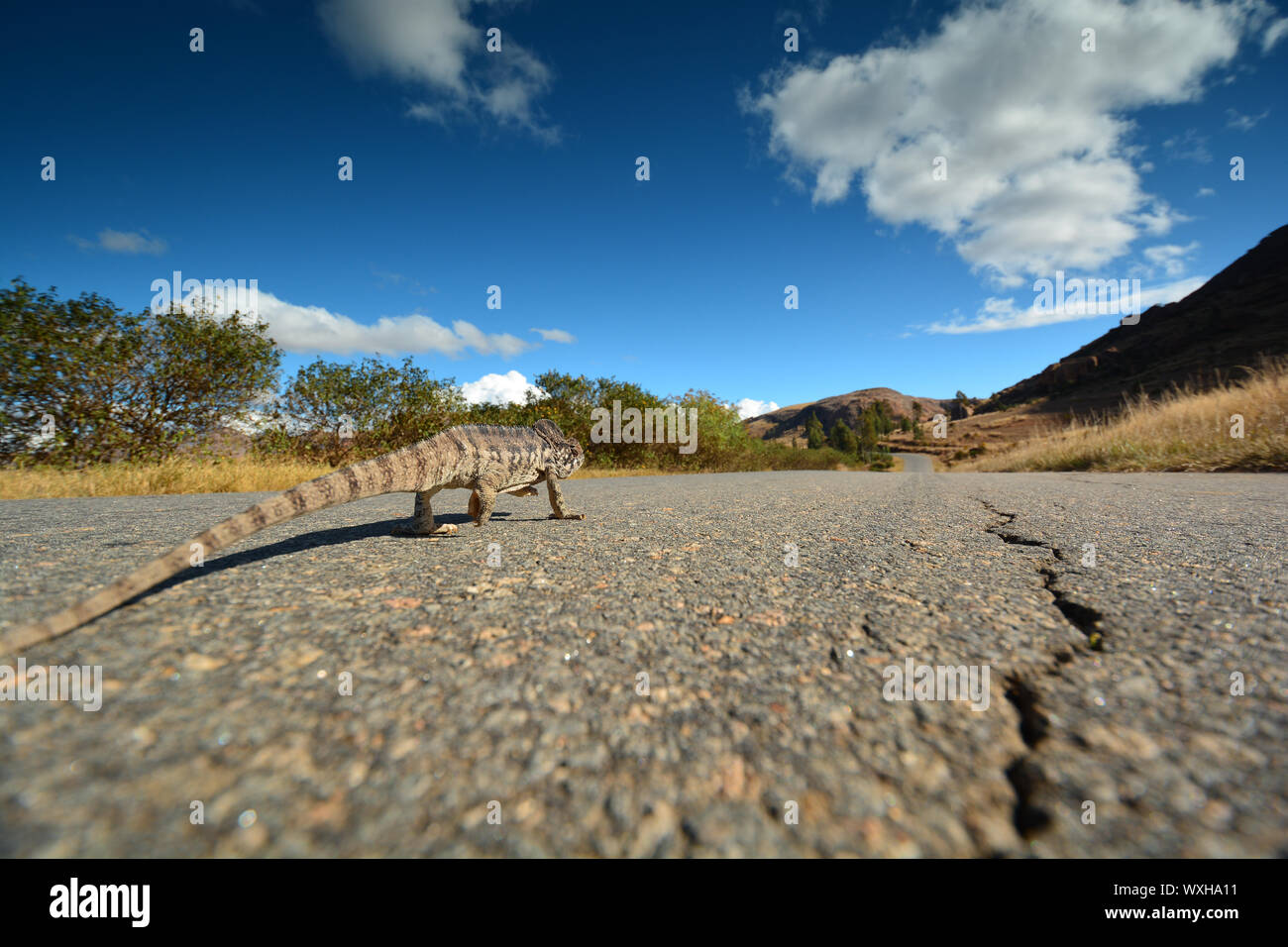 Chameleon traversant une route de gravier. Route Nationale 7, à Madagascar Banque D'Images