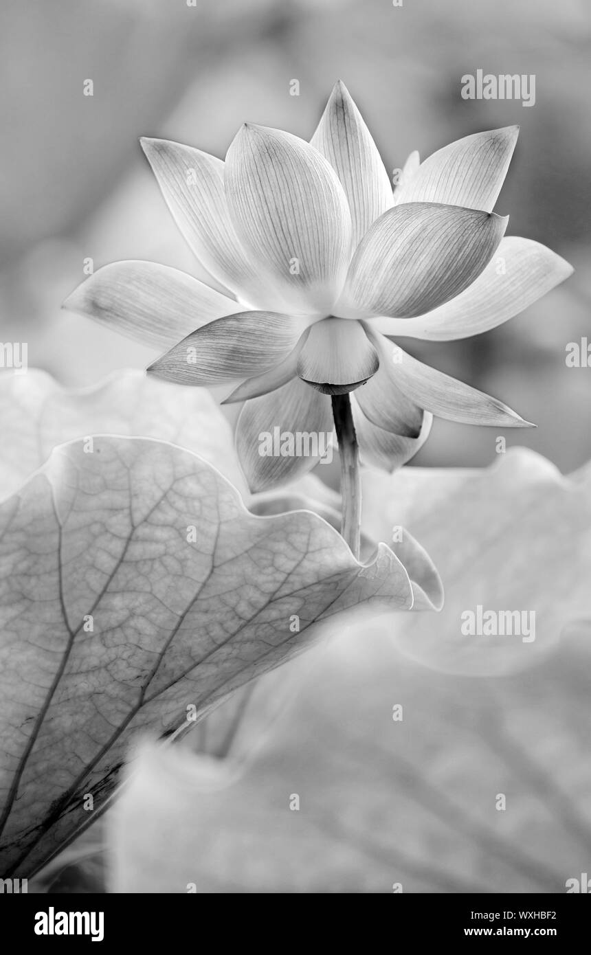 Décor de fleur de lotus dans la ferme dans ton noir et blanc. Banque D'Images