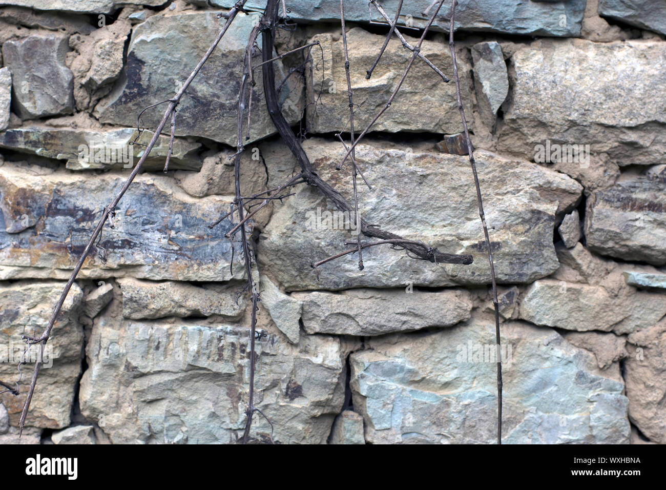 Vieux Mur de pierre avec des vignes séchées background Banque D'Images