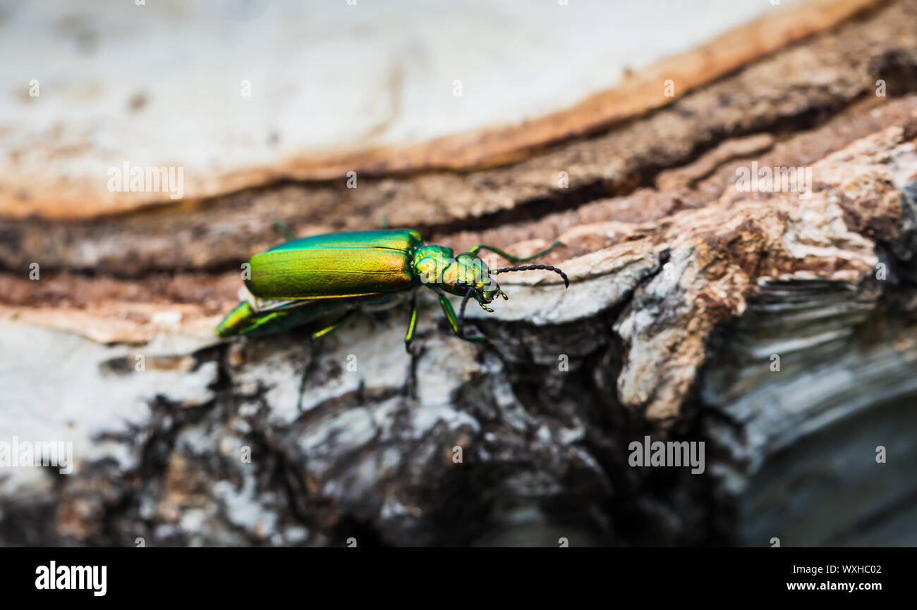 Cantharis lytta vesicatoria, coléoptère vert sur une souche de bouleau Banque D'Images