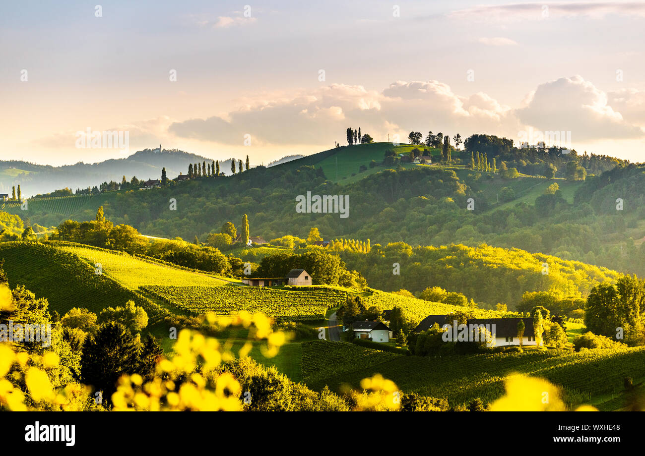 Vue panoramique sur les collines vertes de la vigne au sud de la Styrie, de  la route des vins en Autriche dans le coucher du soleil. Glanz an der  Weinstrasse Photo Stock -