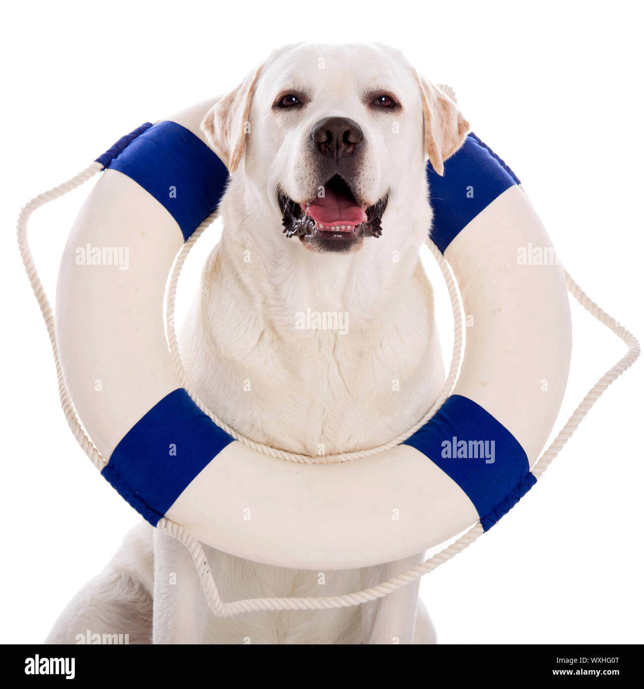 Labrador chien avec une bouée de marin Banque D'Images