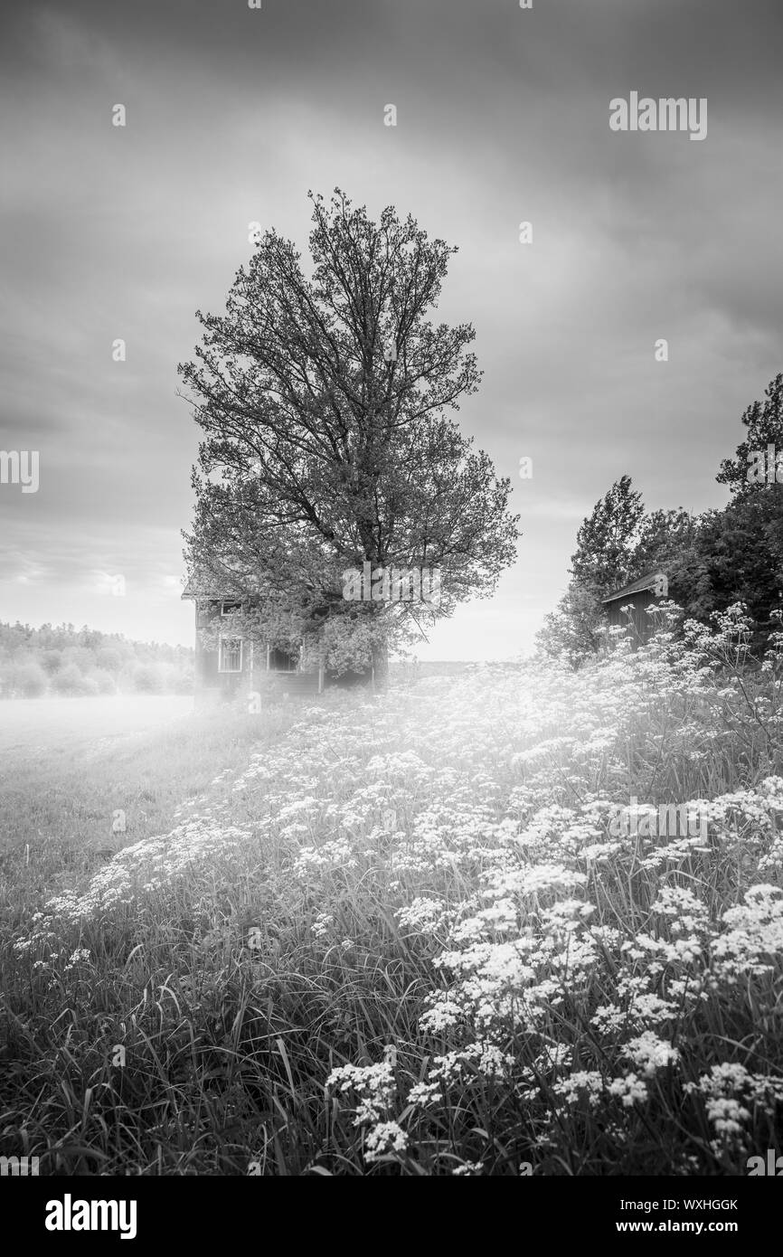 Morning Mist et une vieille maison abandonnée dans un paysage de campagne en milieu rural. Iles Aland, en Finlande. Banque D'Images