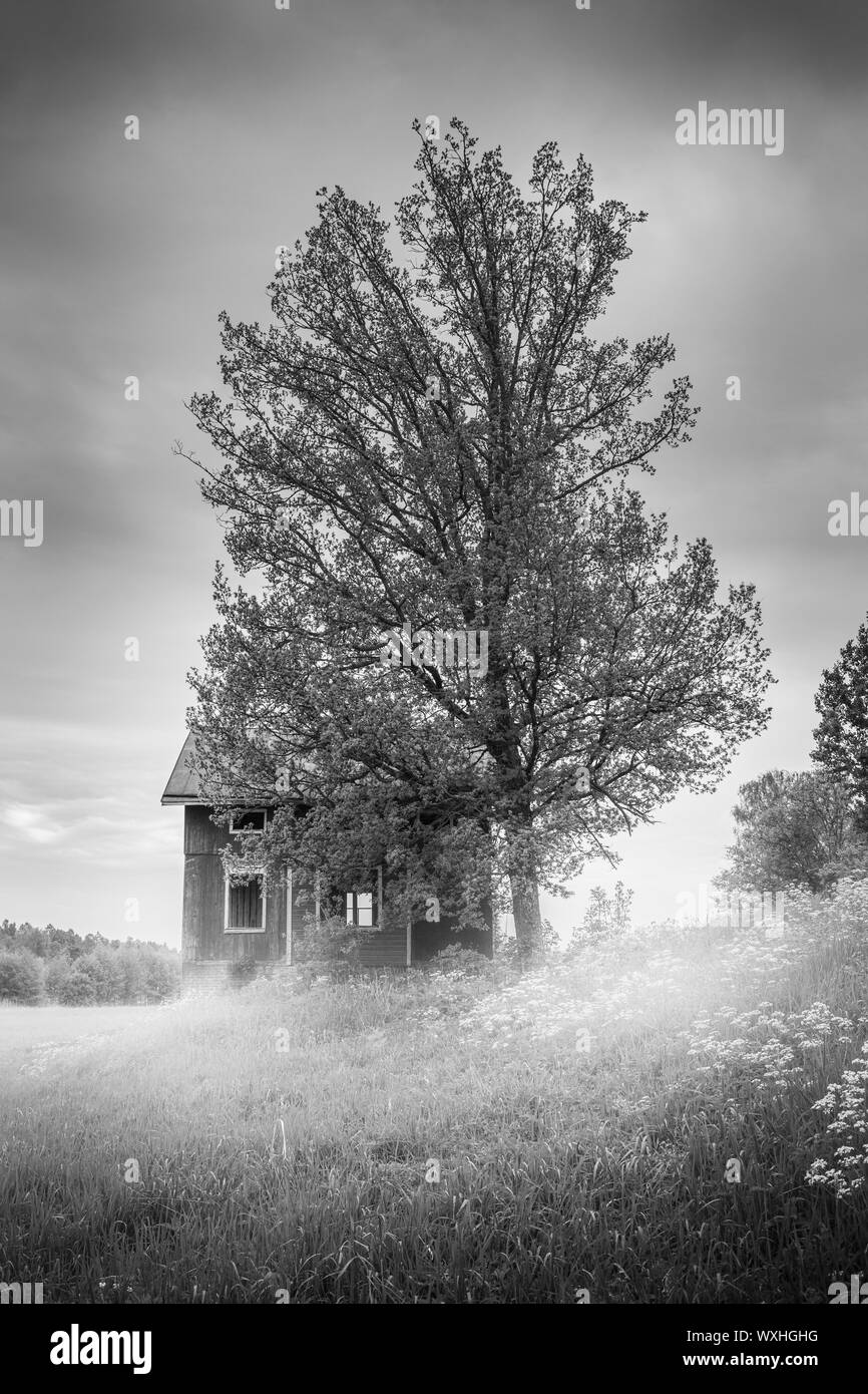 Morning Mist et une vieille maison abandonnée dans un paysage de campagne en milieu rural. Iles Aland, en Finlande. Banque D'Images
