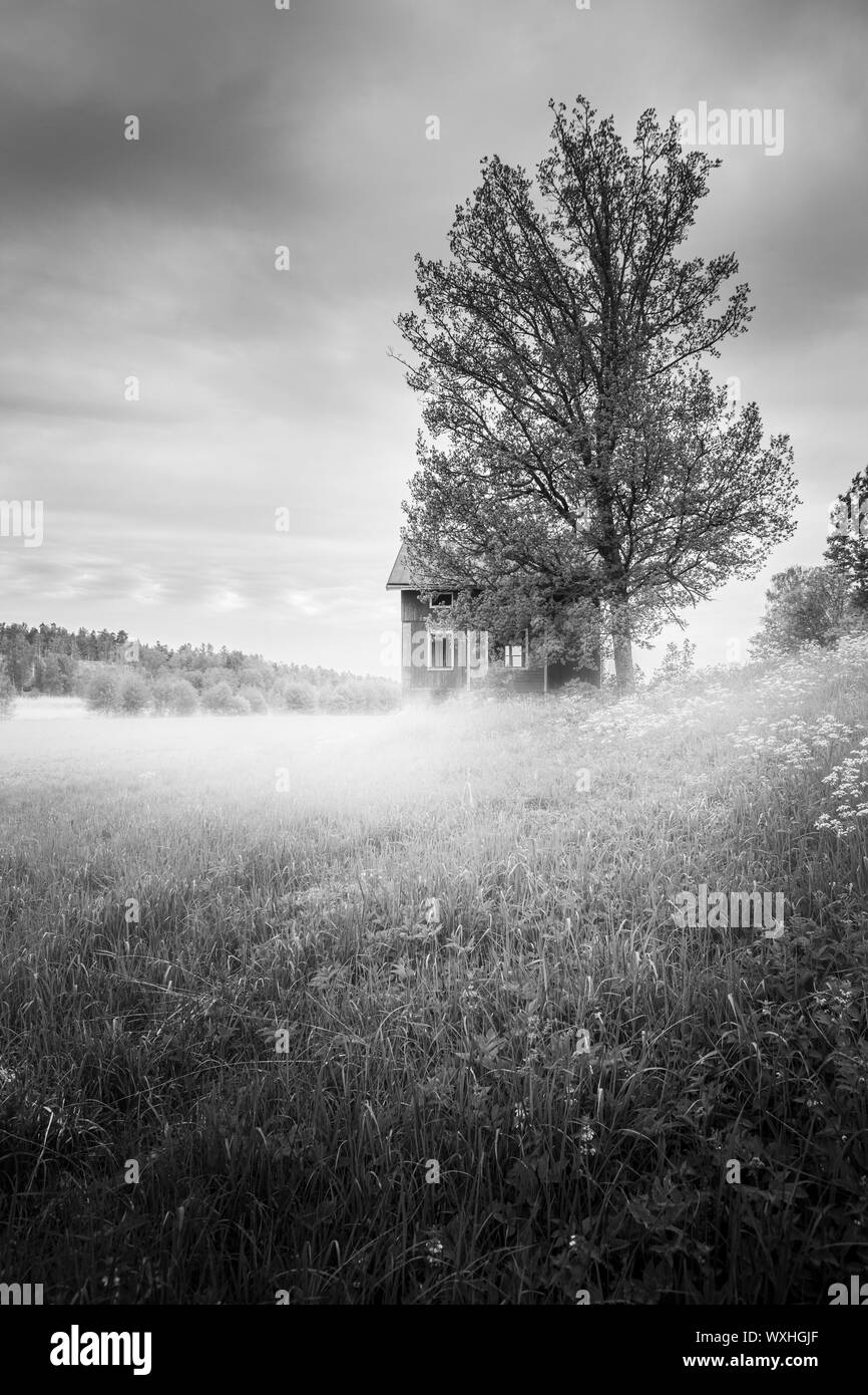 Morning Mist et une vieille maison abandonnée dans un paysage de campagne en milieu rural. Iles Aland, en Finlande. Banque D'Images
