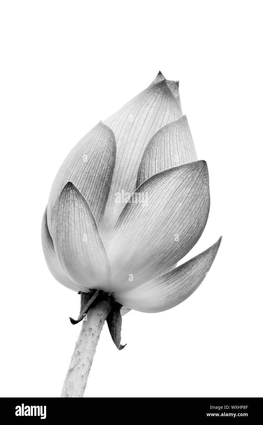 Fleur de Lotus isolé sur fond blanc. Banque D'Images