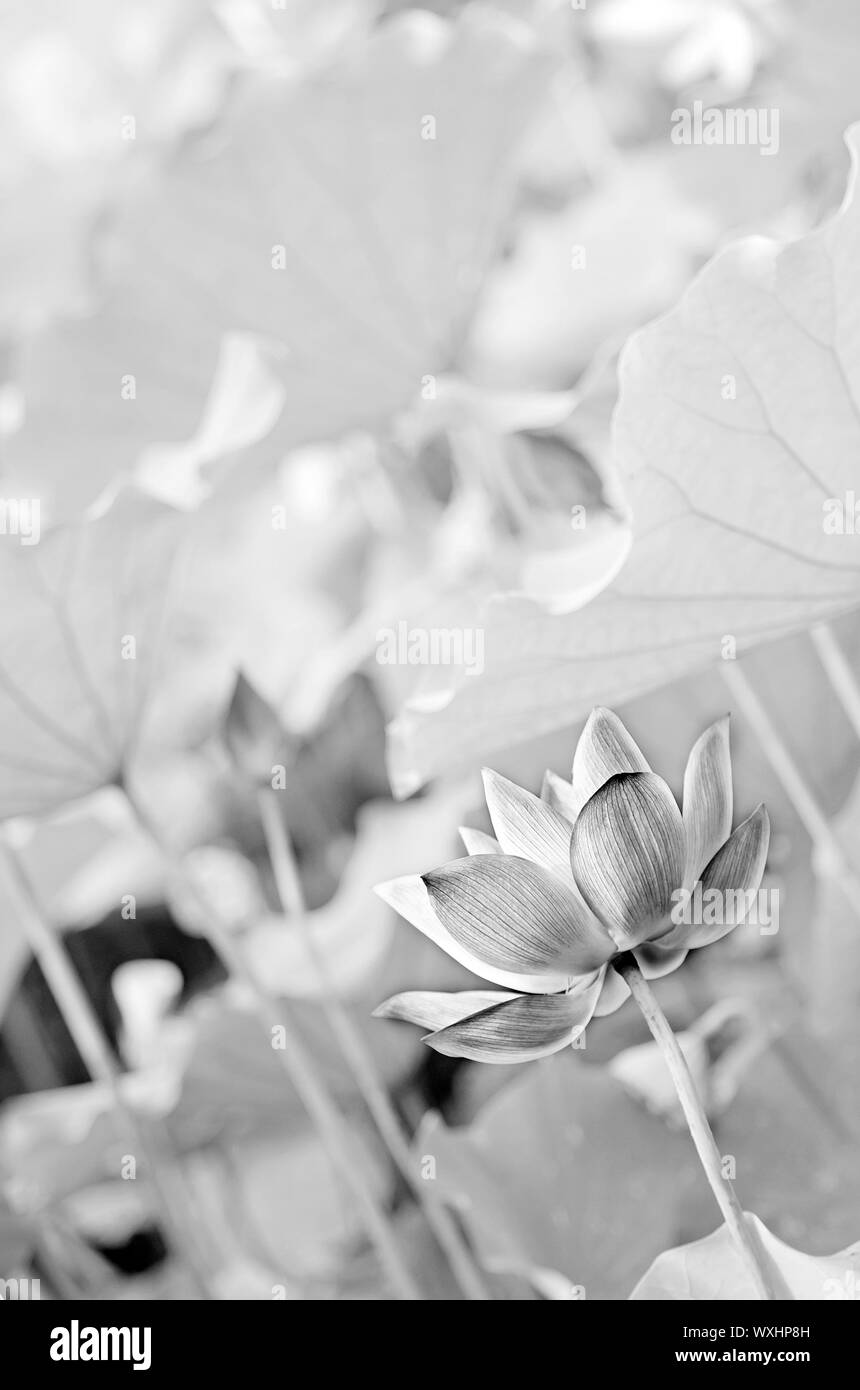 Décor de fleur de lotus dans la ferme dans ton noir et blanc. Banque D'Images
