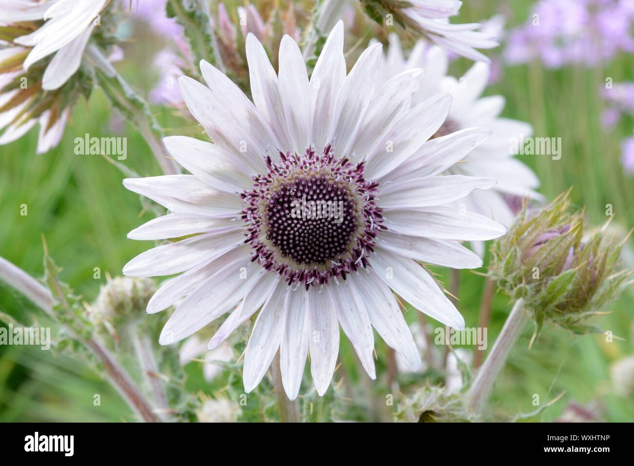 Berkheya purpurea guerrier zoulou fleur fleur violet tête berkheya Banque D'Images