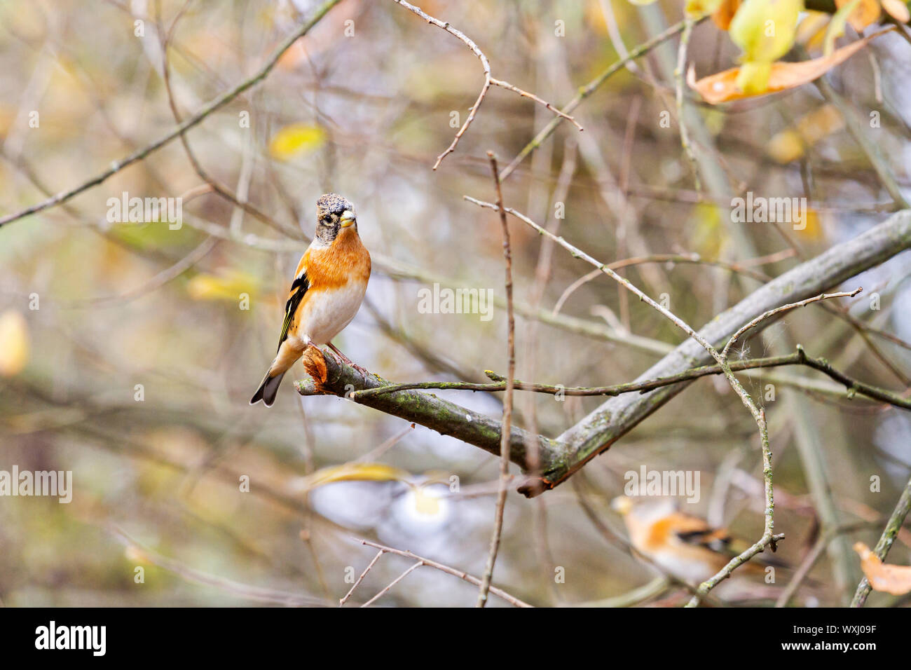 Couple d'oiseaux assis sur une branche dans le matin d'automne , automne et de la faune Banque D'Images