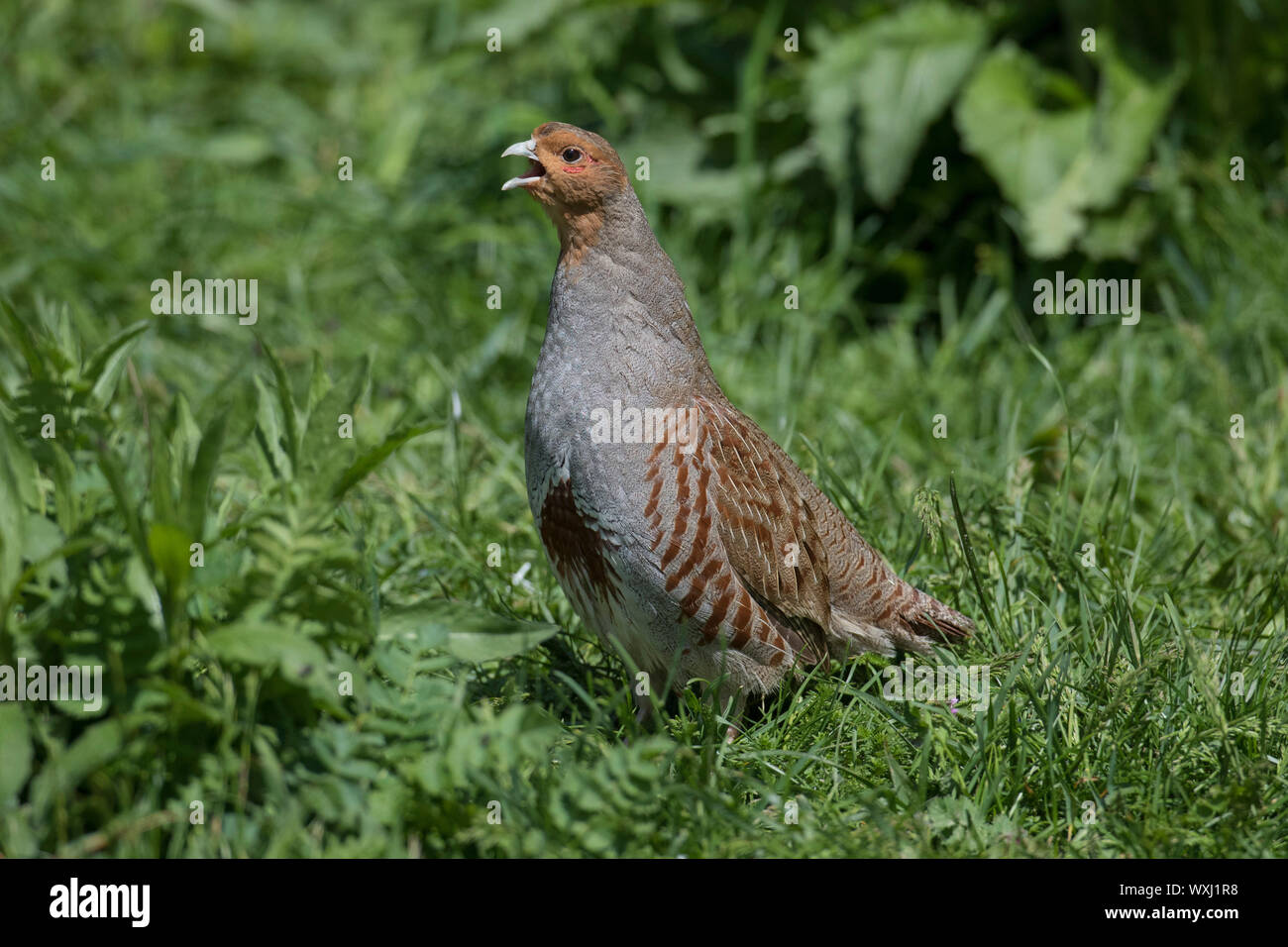 Oiseau Perdrix Banque D Image Et Photos Alamy Oiseau Perdrix Banque D Image Et Photos Alamy