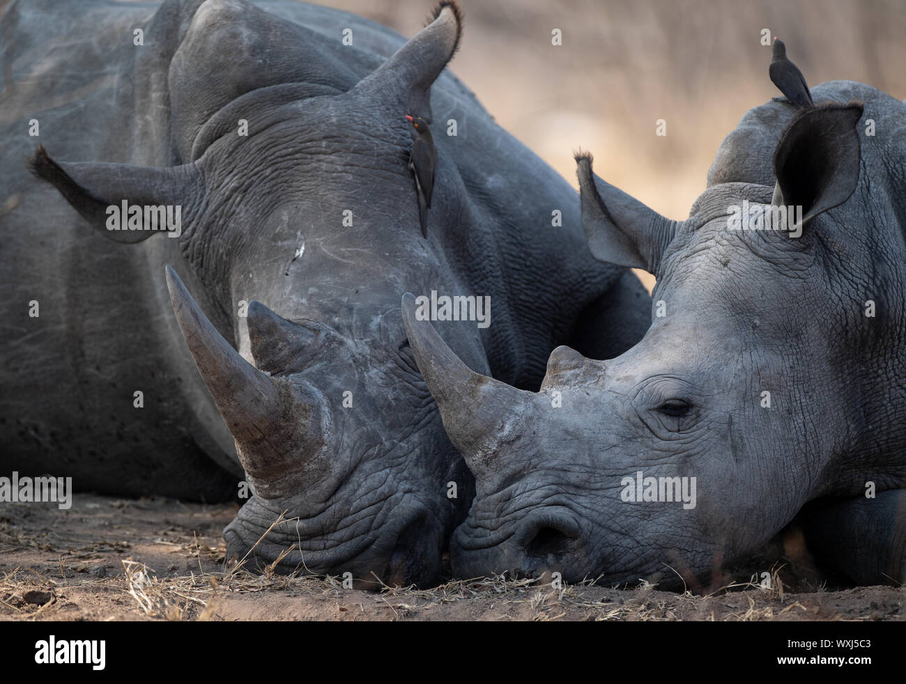 Vache veau rhinocéros et de couchage, Afrique du Sud Banque D'Images