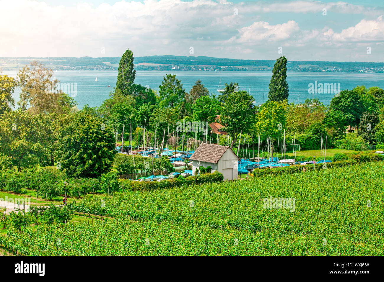 Paysage avec fruit Curtural plantation près de Hagnau au lac de Constance (Allemagne) Banque D'Images