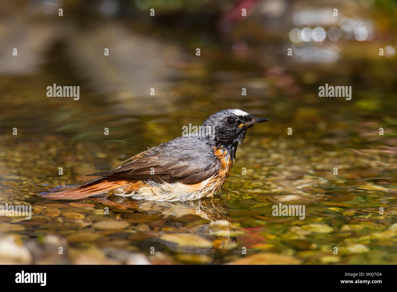Phoenicurus phoenicurus (commune). Prendre un bain de sexe masculin. Allemagne Banque D'Images