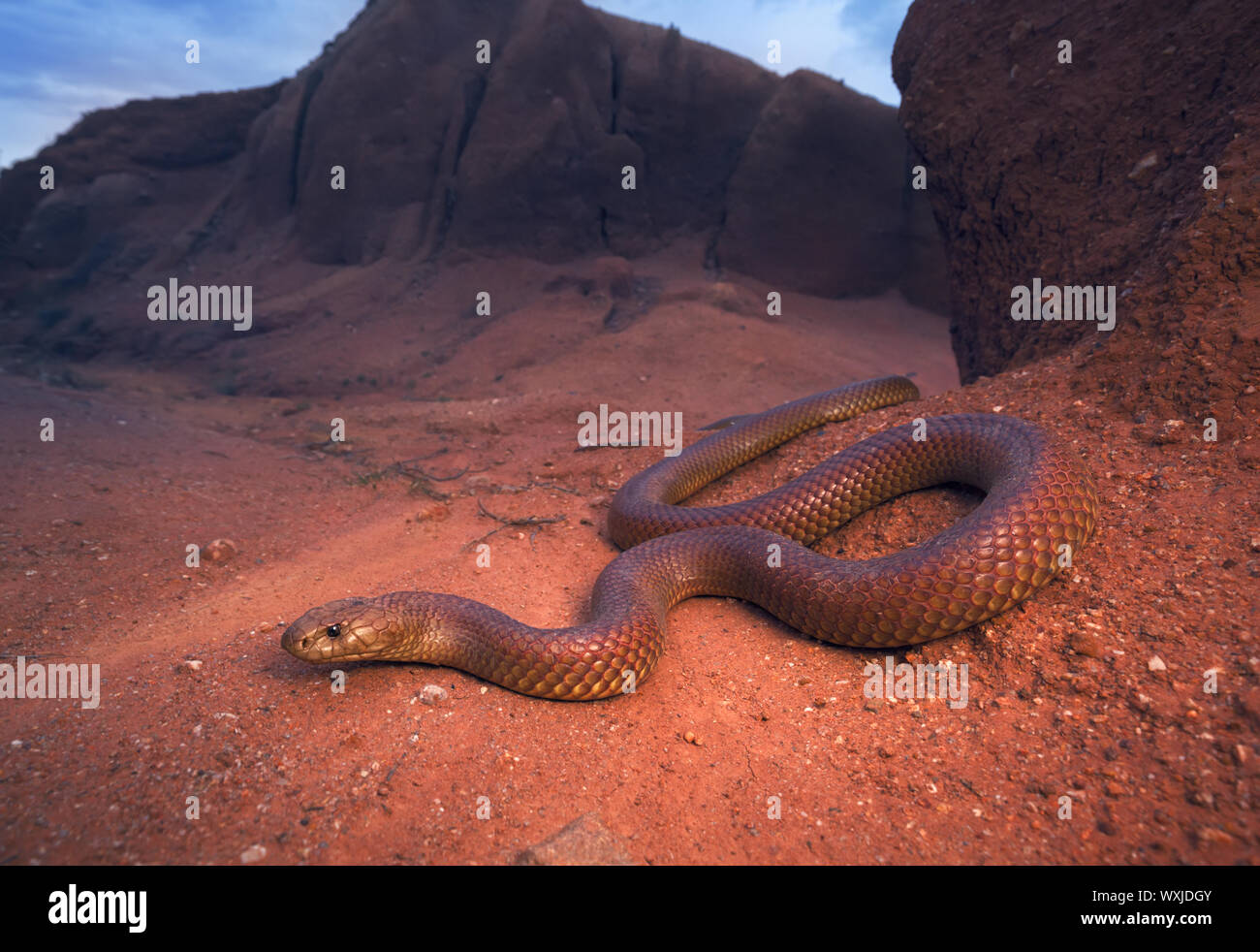 Le roi serpent brun (Pseudechis australis), de l'Australie Banque D'Images