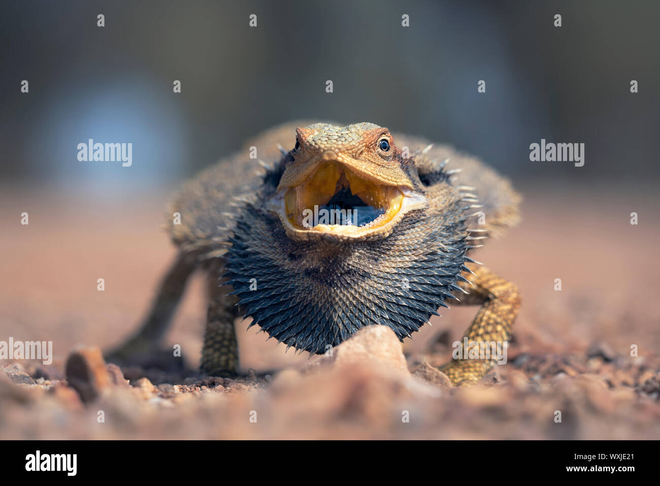 Eastern dragon barbu (Pogona barbata) avec la bouche ouverte, l'Australie Banque D'Images