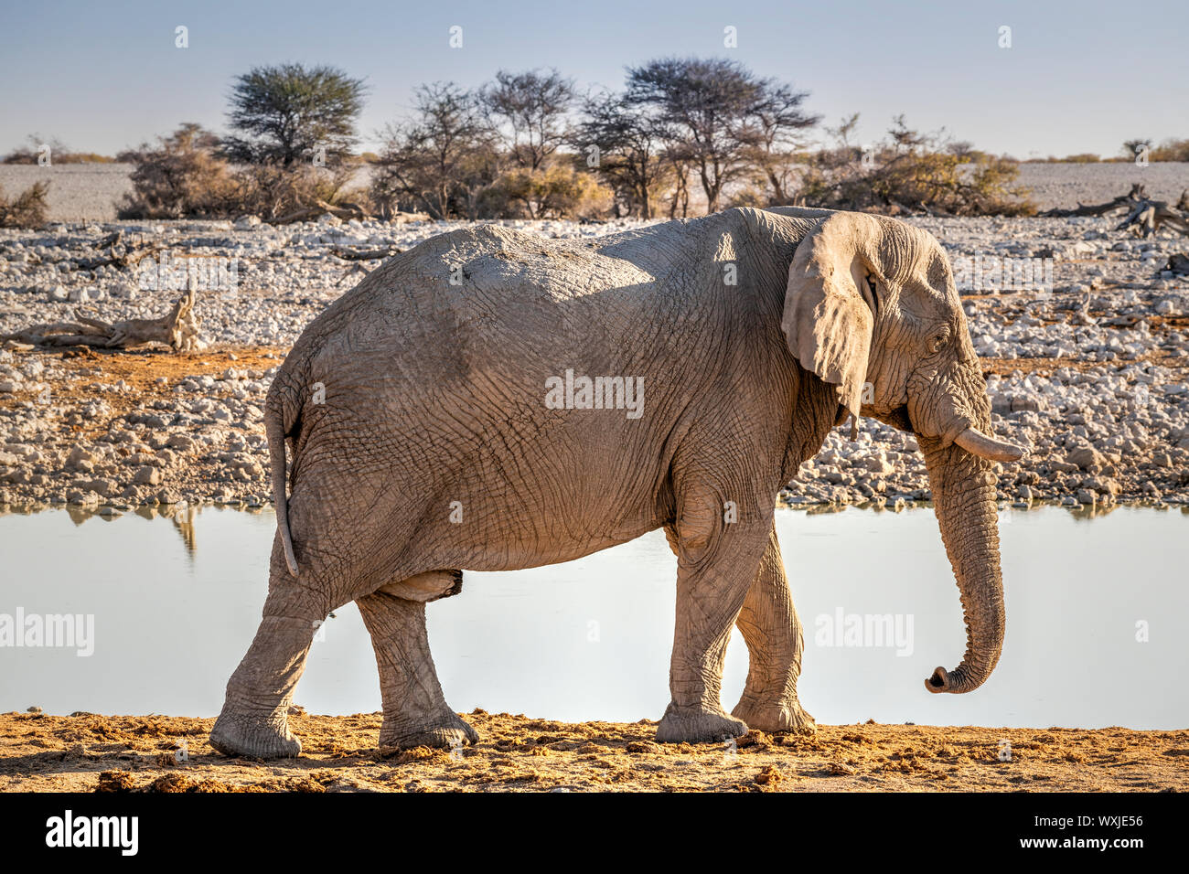 L'éléphant, le Parc National d'Etosha, Namibie, Kunene Banque D'Images