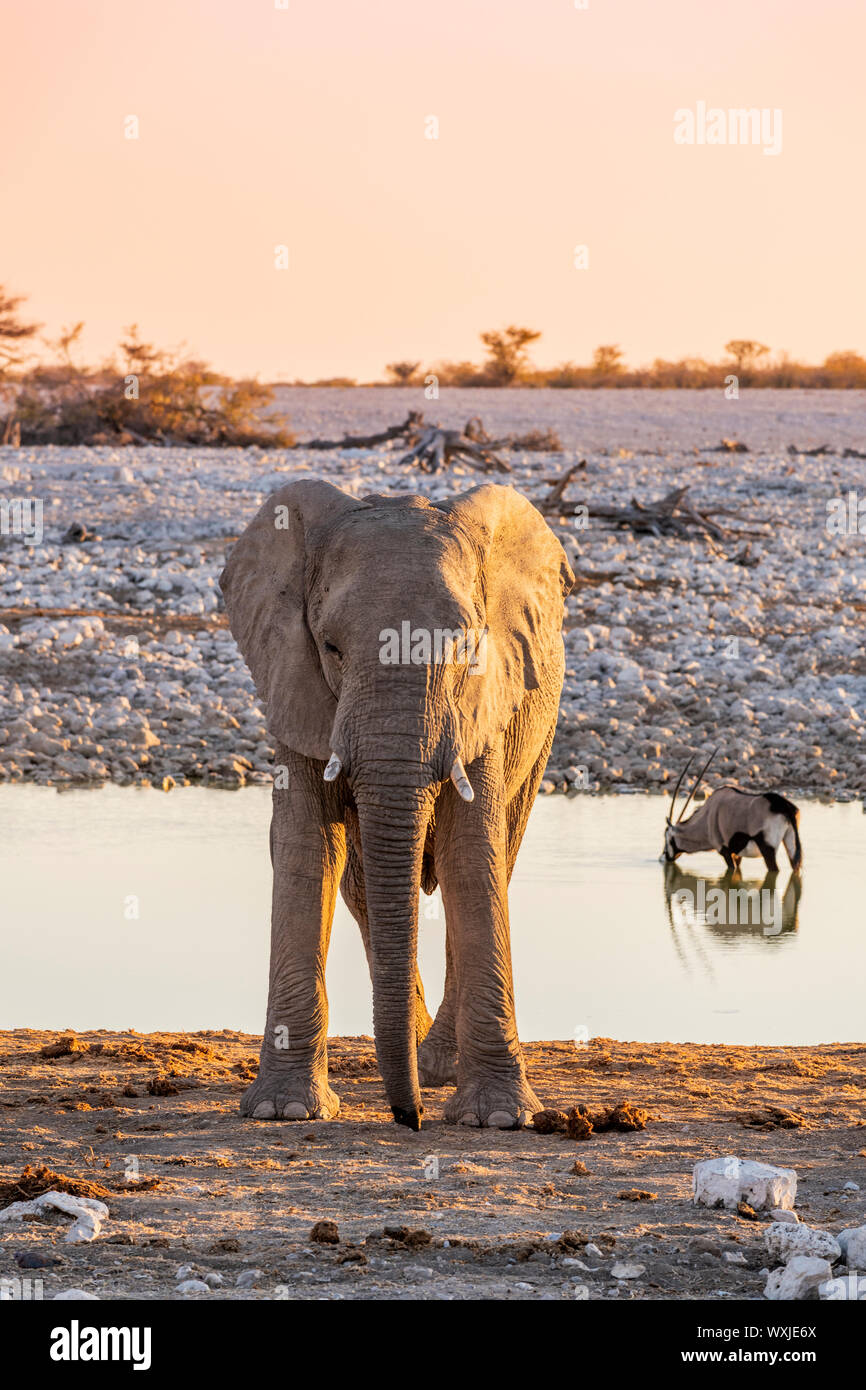 L'éléphant, le Parc National d'Etosha, Namibie, Kunene Banque D'Images
