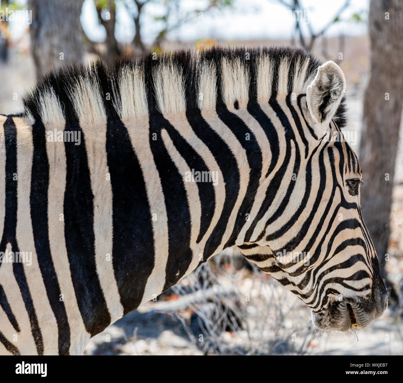 Zebra, Etosha National Park, Namibie, Kunene Banque D'Images