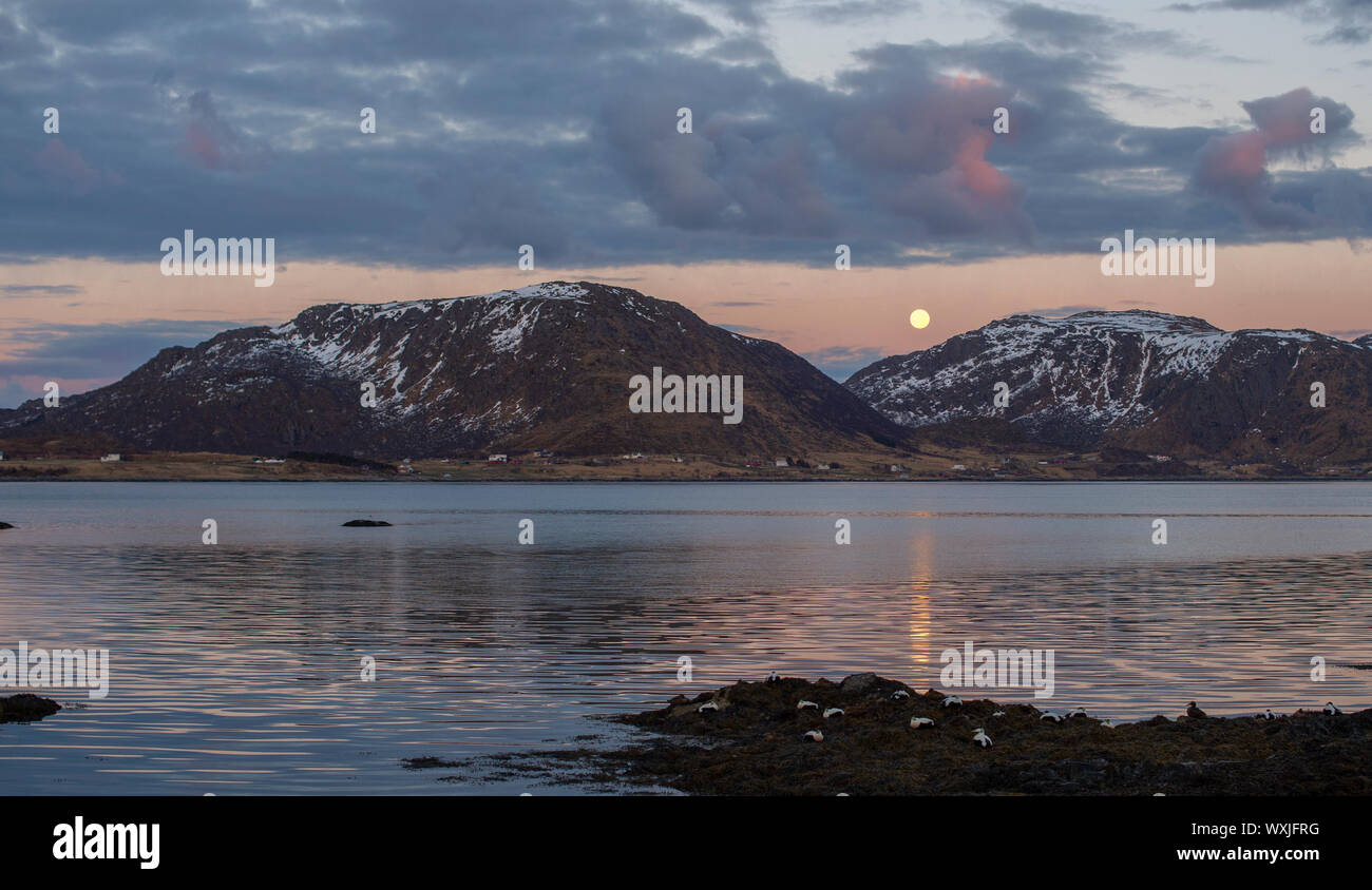Eider sur la plage au coucher du soleil, les îles Lofoten, Nordland, Norvège Banque D'Images