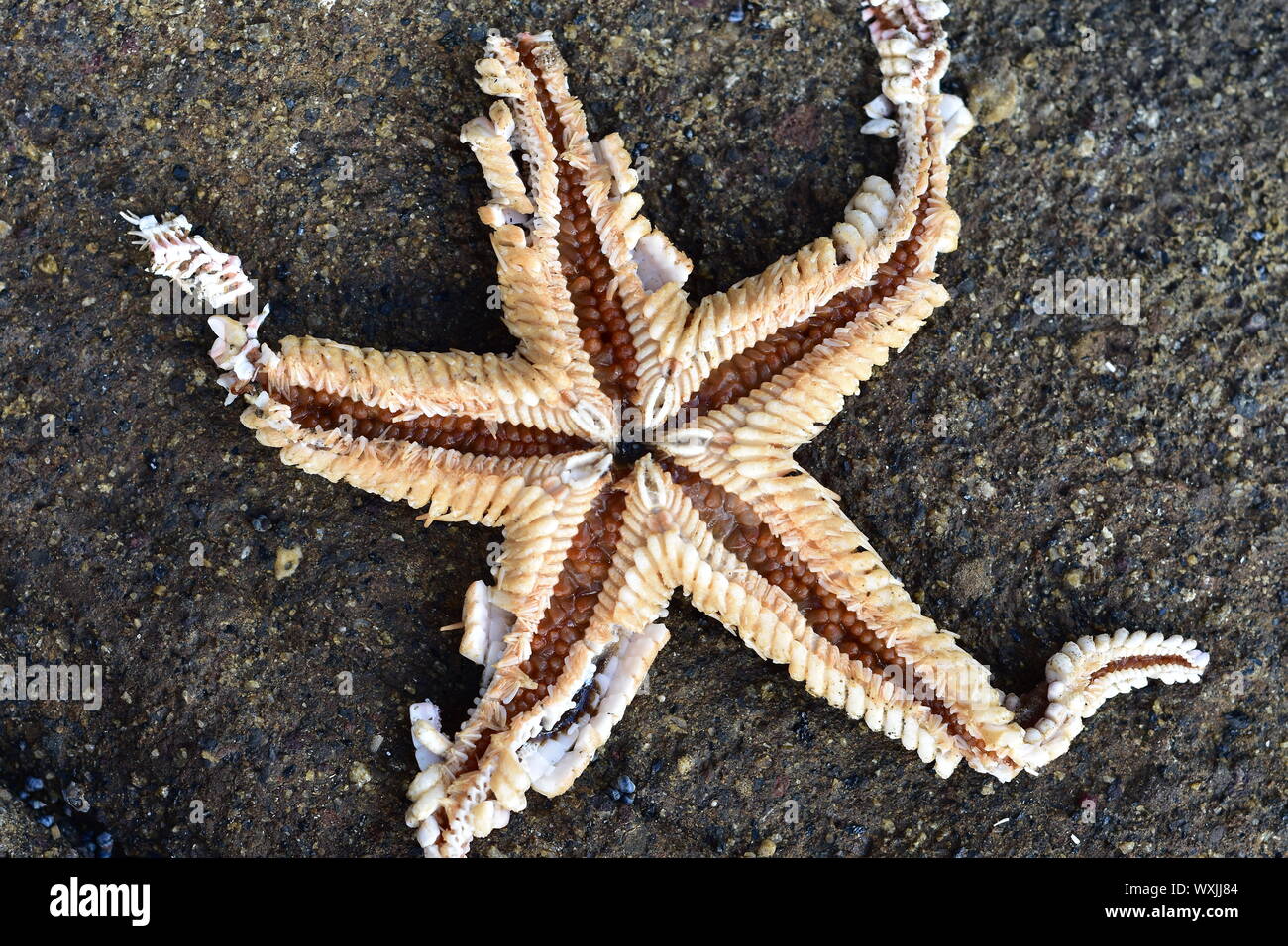 Astropecten morts sand sea star envers sur dark rock. Banque D'Images