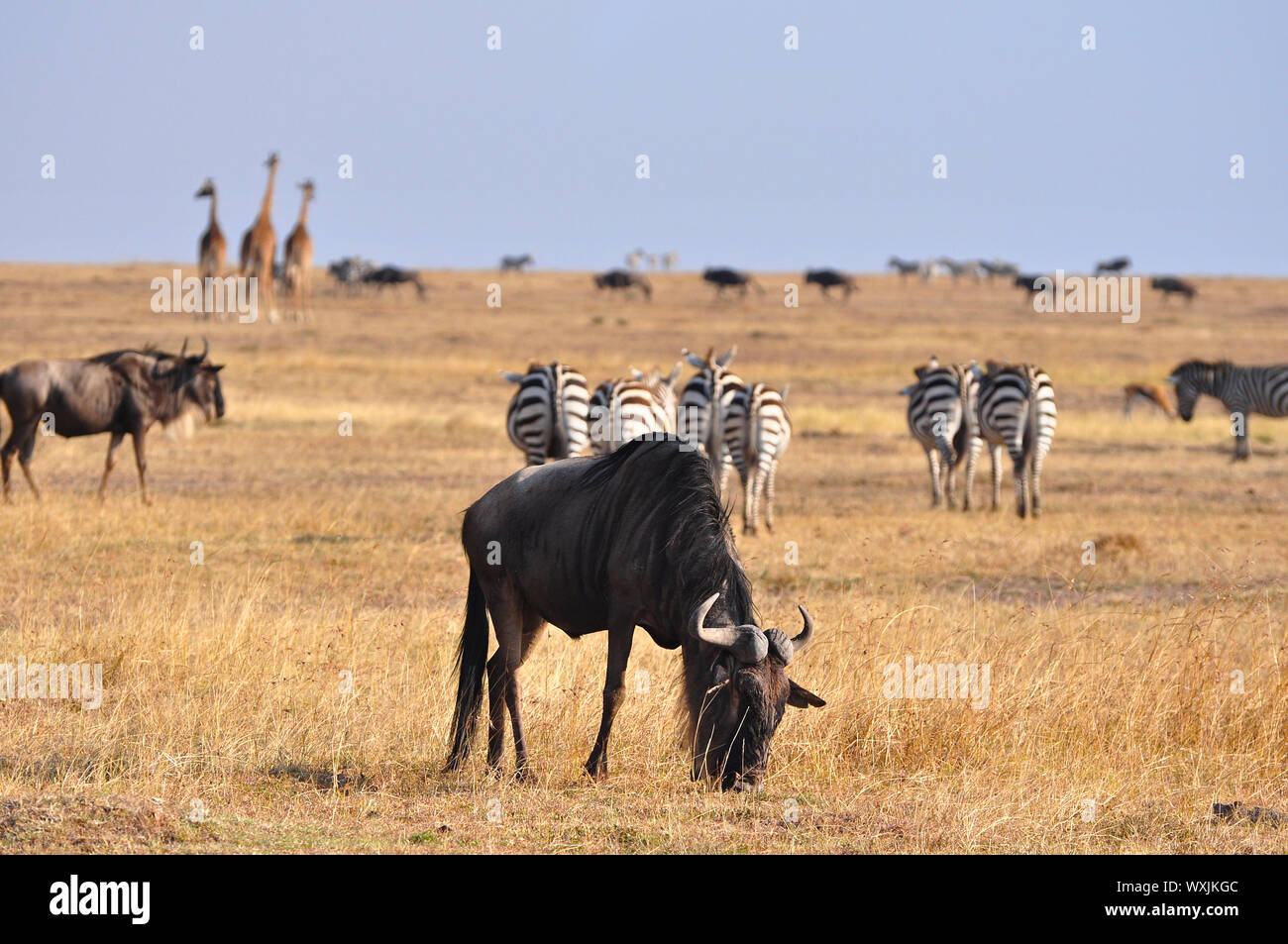 Troupeaux de gnus et divers animaux dans les plaines de la réserve nationale de Masai Mara. Kenya, Afrique Banque D'Images