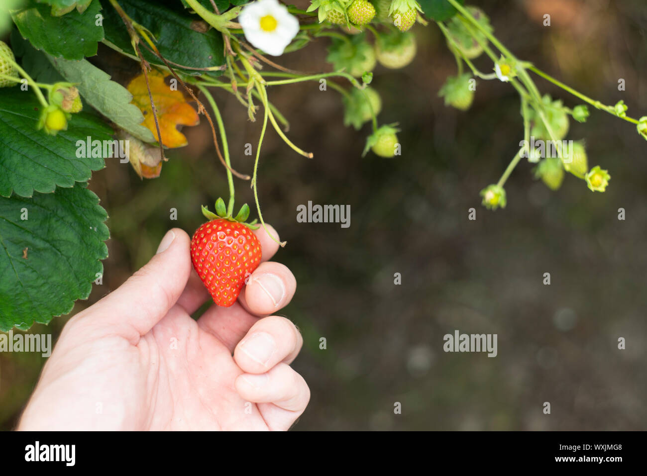 Cueillir des fraises dans la région de Cornwall, UK. Banque D'Images