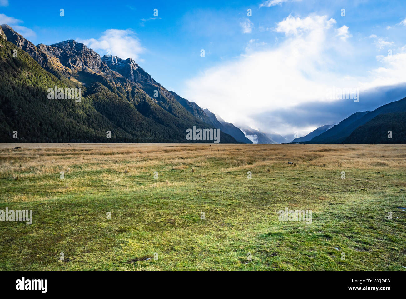 Ellington Valley, Parc National de Fiordland, Southland, île du Sud, Nouvelle-Zélande Banque D'Images