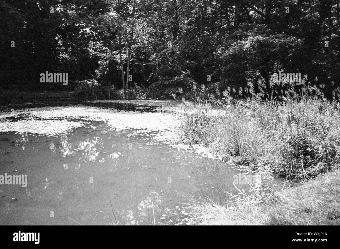 L'enflure Hill Pond, quatre points, Hampshire, Angleterre, Royaume-Uni. Banque D'Images