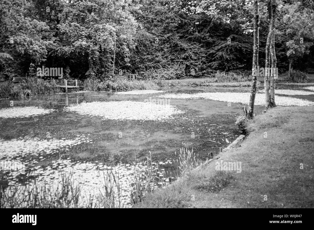 L'enflure Hill Pond, quatre points, Hampshire, Angleterre, Royaume-Uni. Banque D'Images