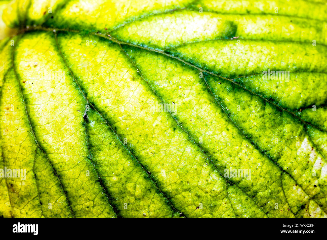 Feuille de mûre sauvage Banque D'Images