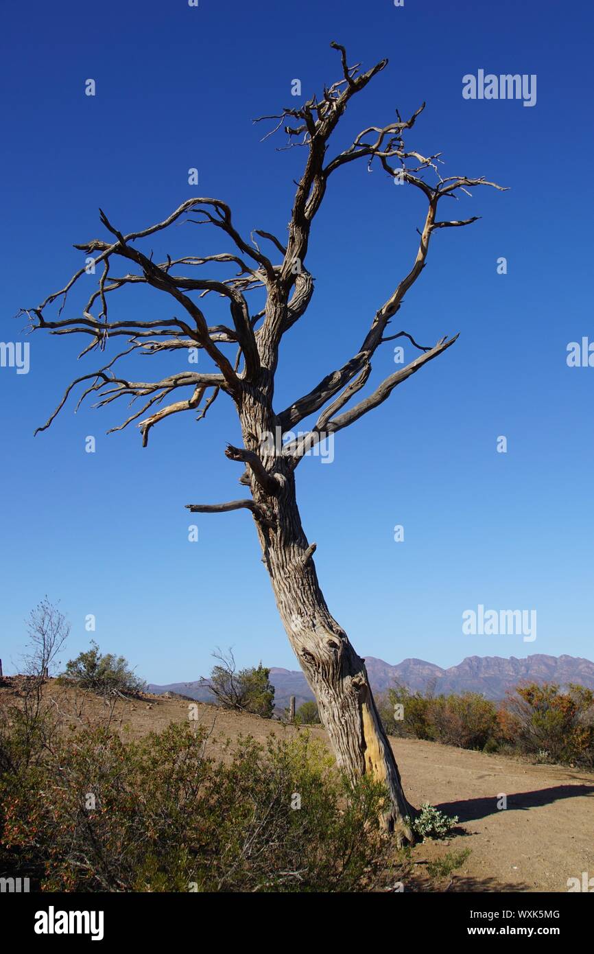 Arbre généalogique squelette contre un ciel bleu clair Banque D'Images