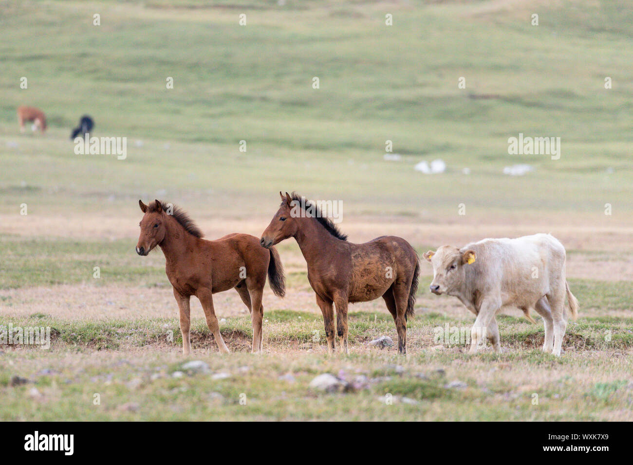 Wild horse, chevaux sauvages. Paire de poulains avec jeune taureau sur un pâturage. La Turquie Banque D'Images