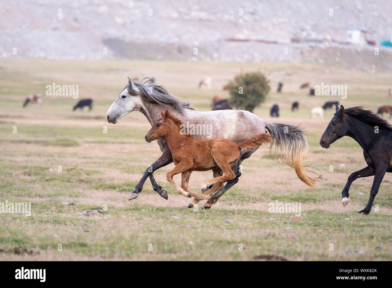 Wild horse, chevaux sauvages. Jument grise avec poulain dans un galop. La Turquie Banque D'Images