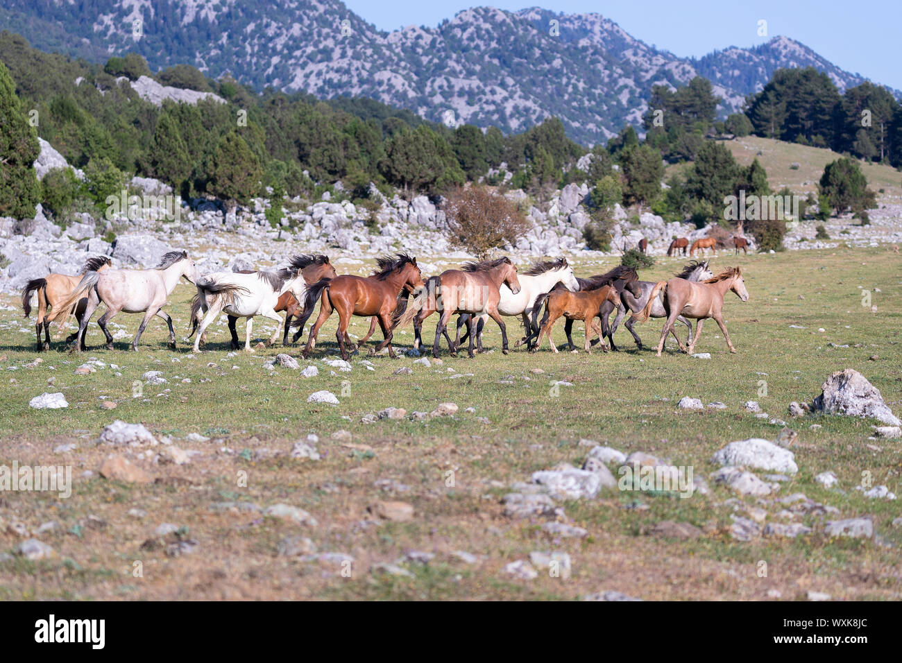 Wild horse, chevaux sauvages. Troupeau trottant dans paysage. La Turquie Banque D'Images