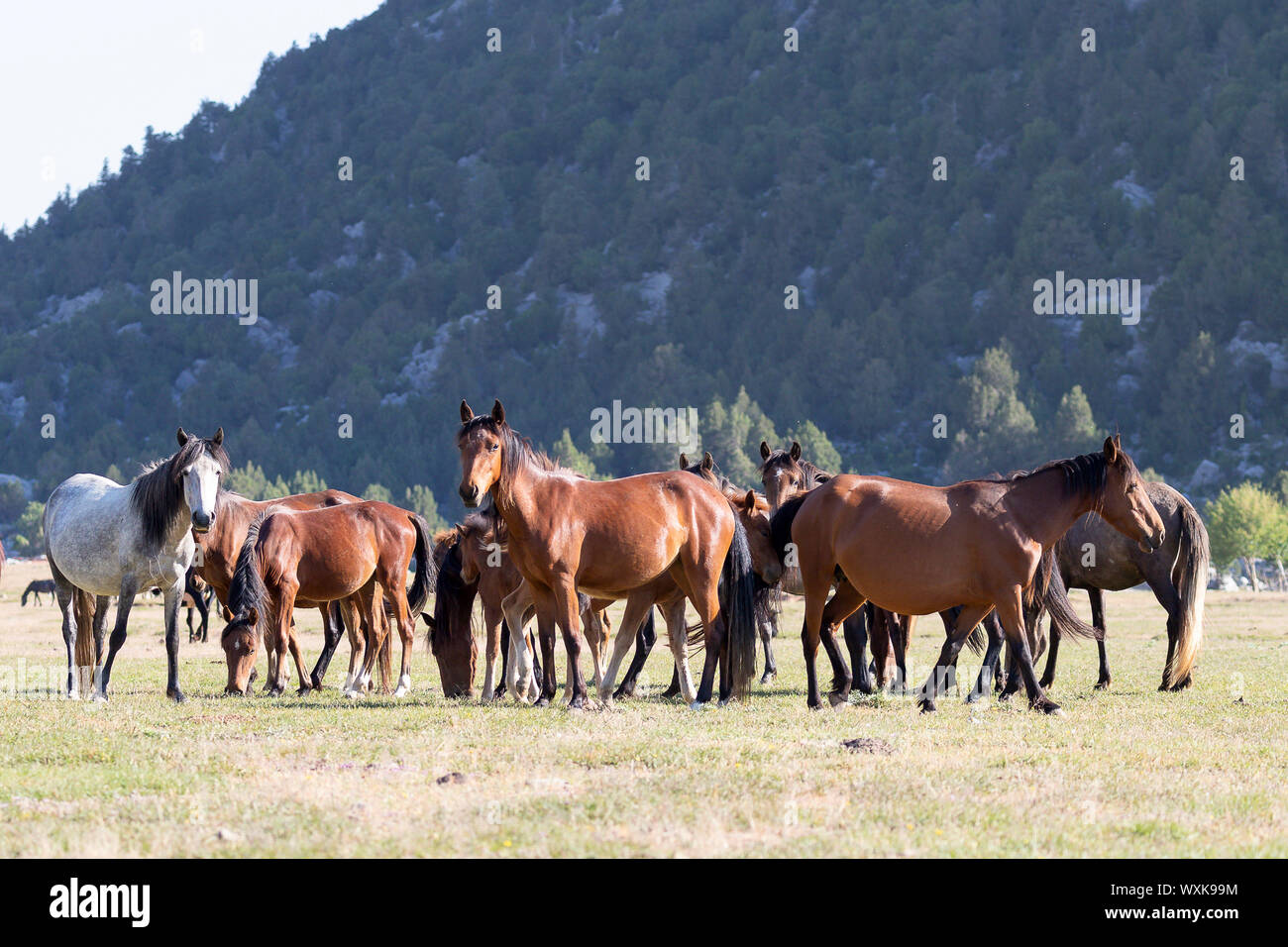 Wild horse, chevaux sauvages. Troupeau debout dans paysage. La Turquie Banque D'Images