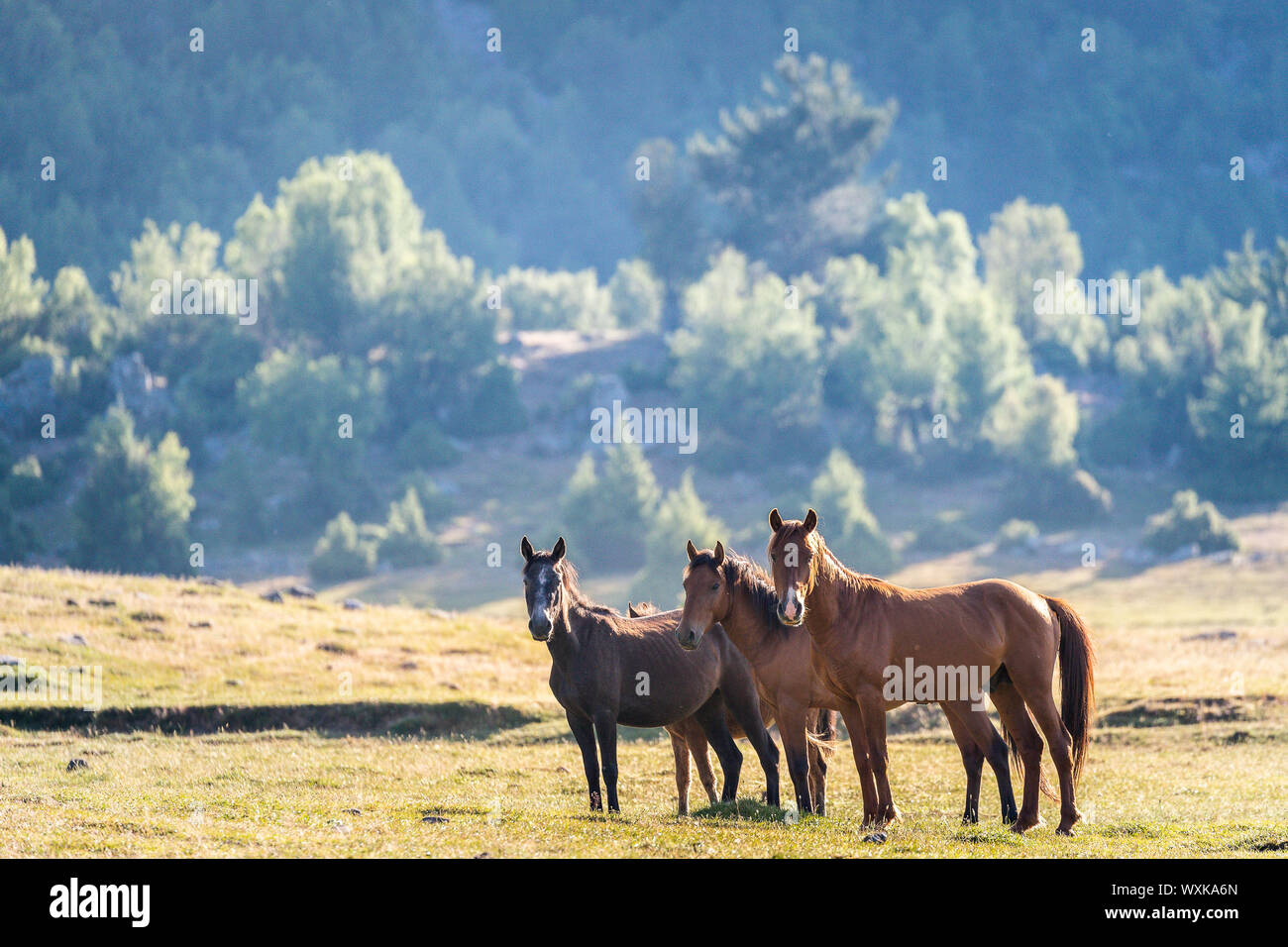 Wild horse, chevaux sauvages. Trois mares debout dans paysage. La Turquie Banque D'Images