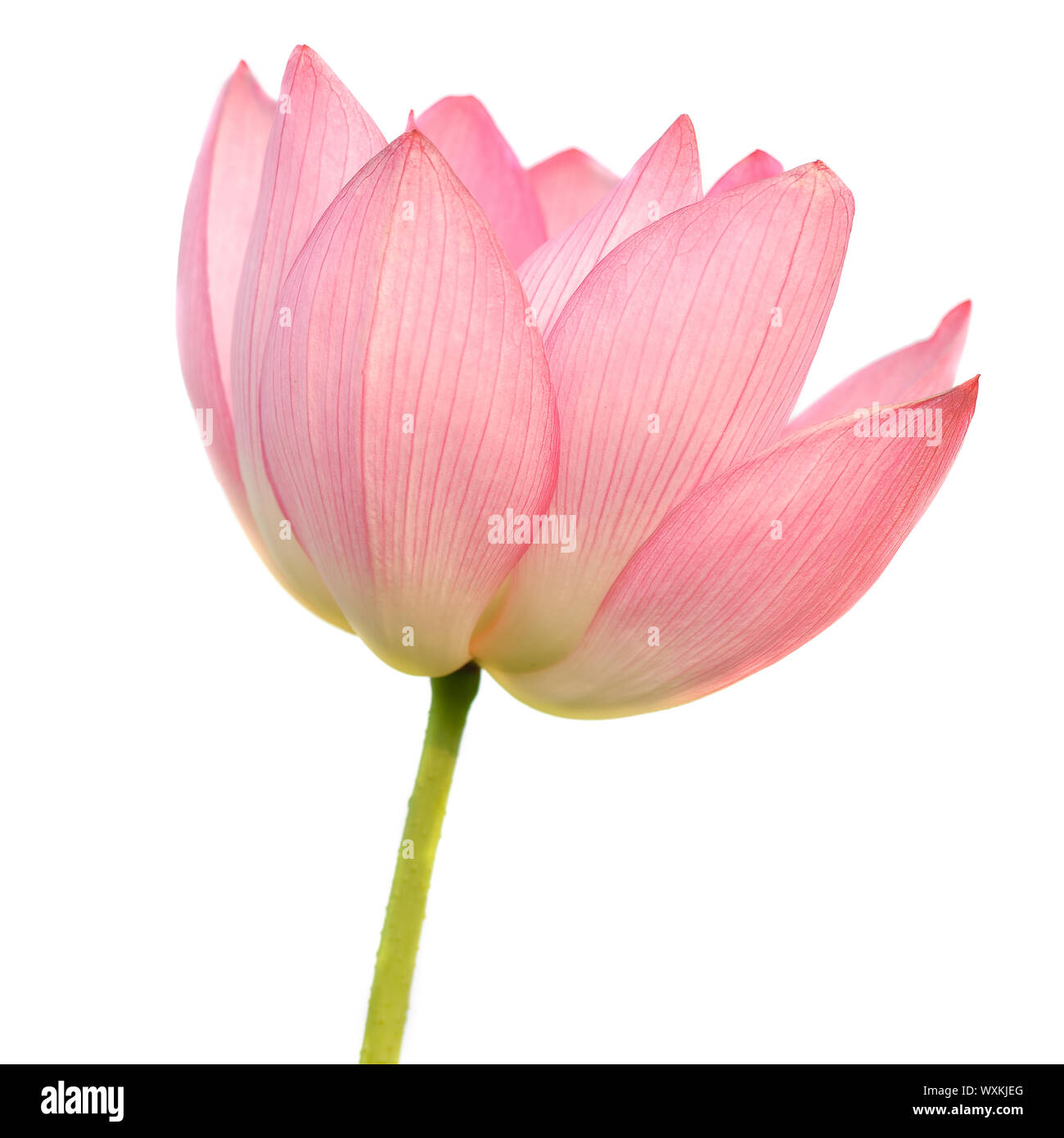 Fleur de Lotus isolé sur fond blanc. Banque D'Images