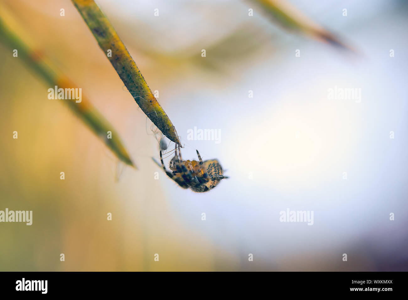 Macro-vision d'une petite araignée Démarrage de Web par la fixation de la pointe de la soie de l'aiguille de pin. Banque D'Images