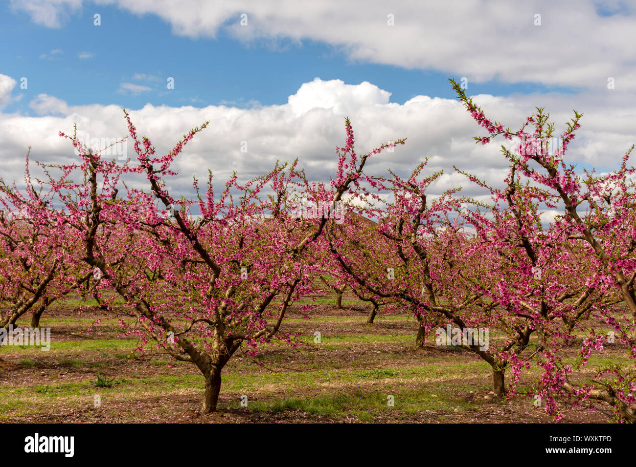 Paysage avec un champs de pêche les rangées d'arbres, et de poire les rangées d'arbres. Les arbres avec des fleurs, dans un ciel nuageux et beaucoup de nuages. Banque D'Images