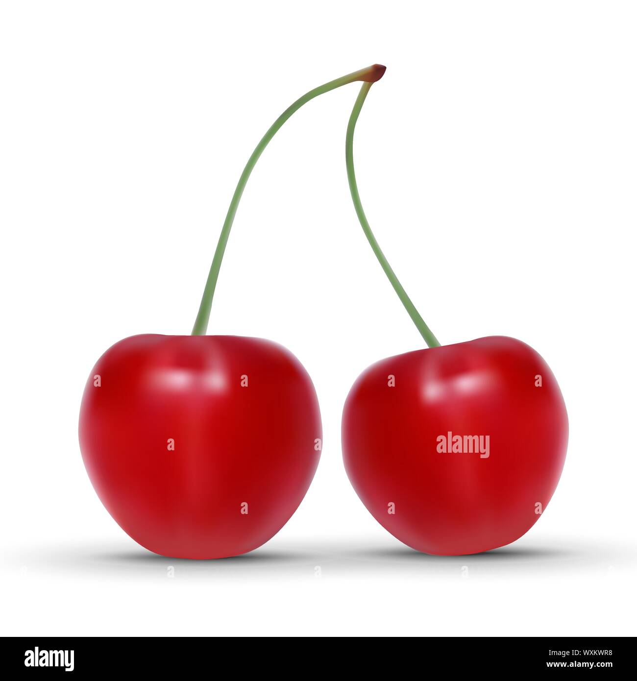 Cerise mûre réaliste isolé sur fond blanc. Vector illustration Illustration de Vecteur