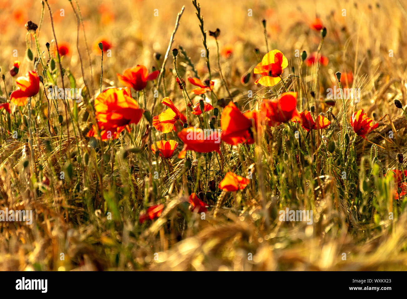 Pavot Rouge Coquelicots Dans Un Champ De Ble Au Coucher Du Soleil Les Epis De Ble Dores Par Le Soleil Photo Stock Alamy