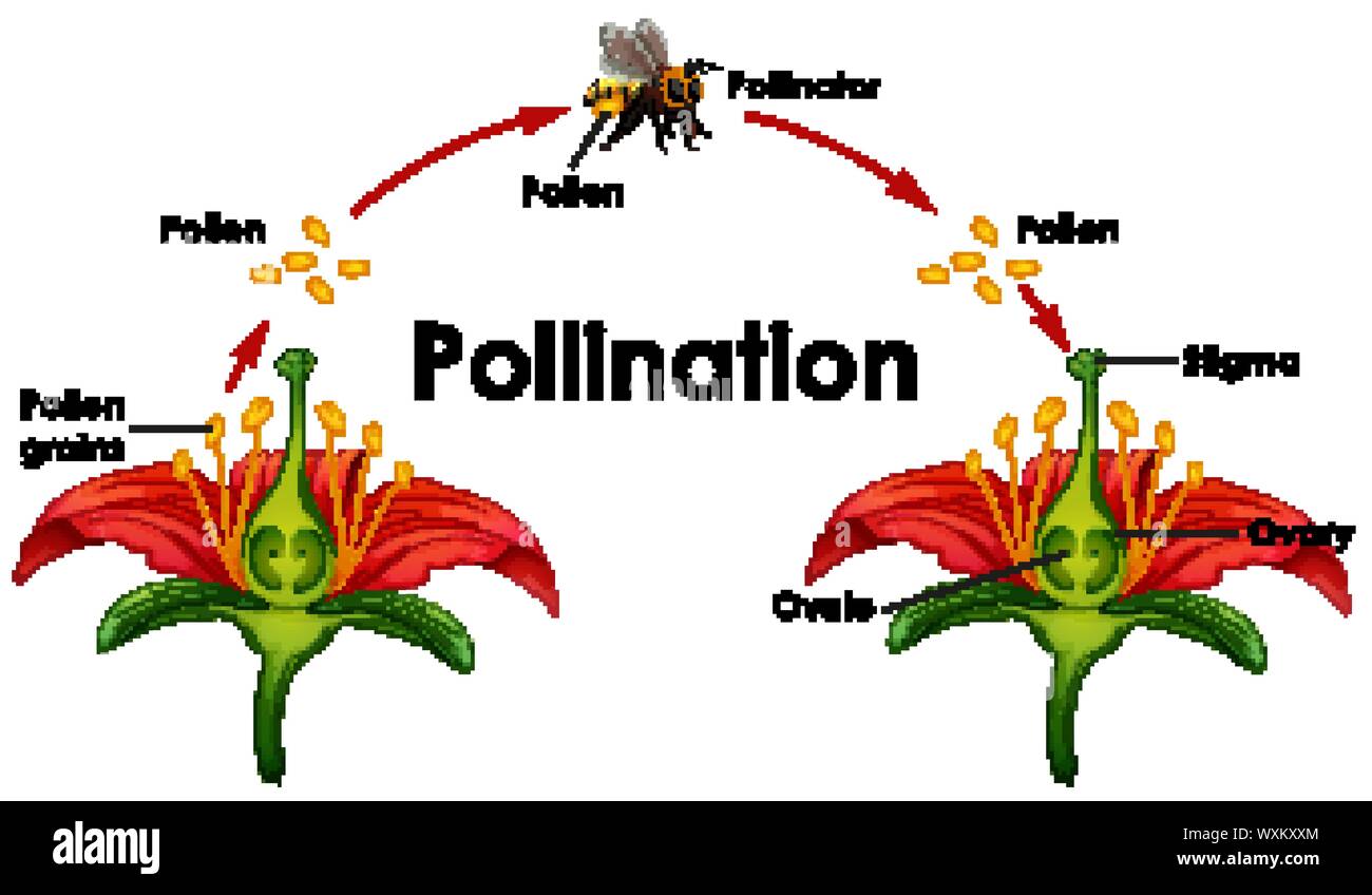 Schéma montrant la pollinisation avec fleur et abeille illustration Illustration de Vecteur