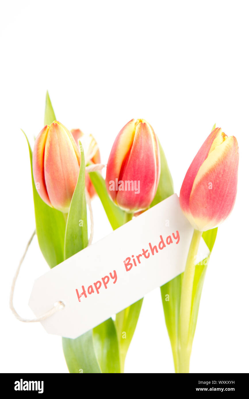 Trois tulipes avec un joyeux anniversaire carte sur un fond blanc Banque D'Images