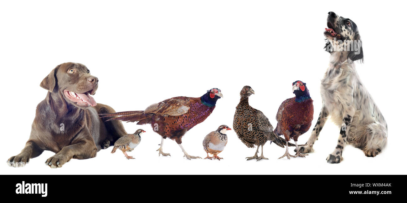 Gibier et les chiens de chasse in front of white background Banque D'Images