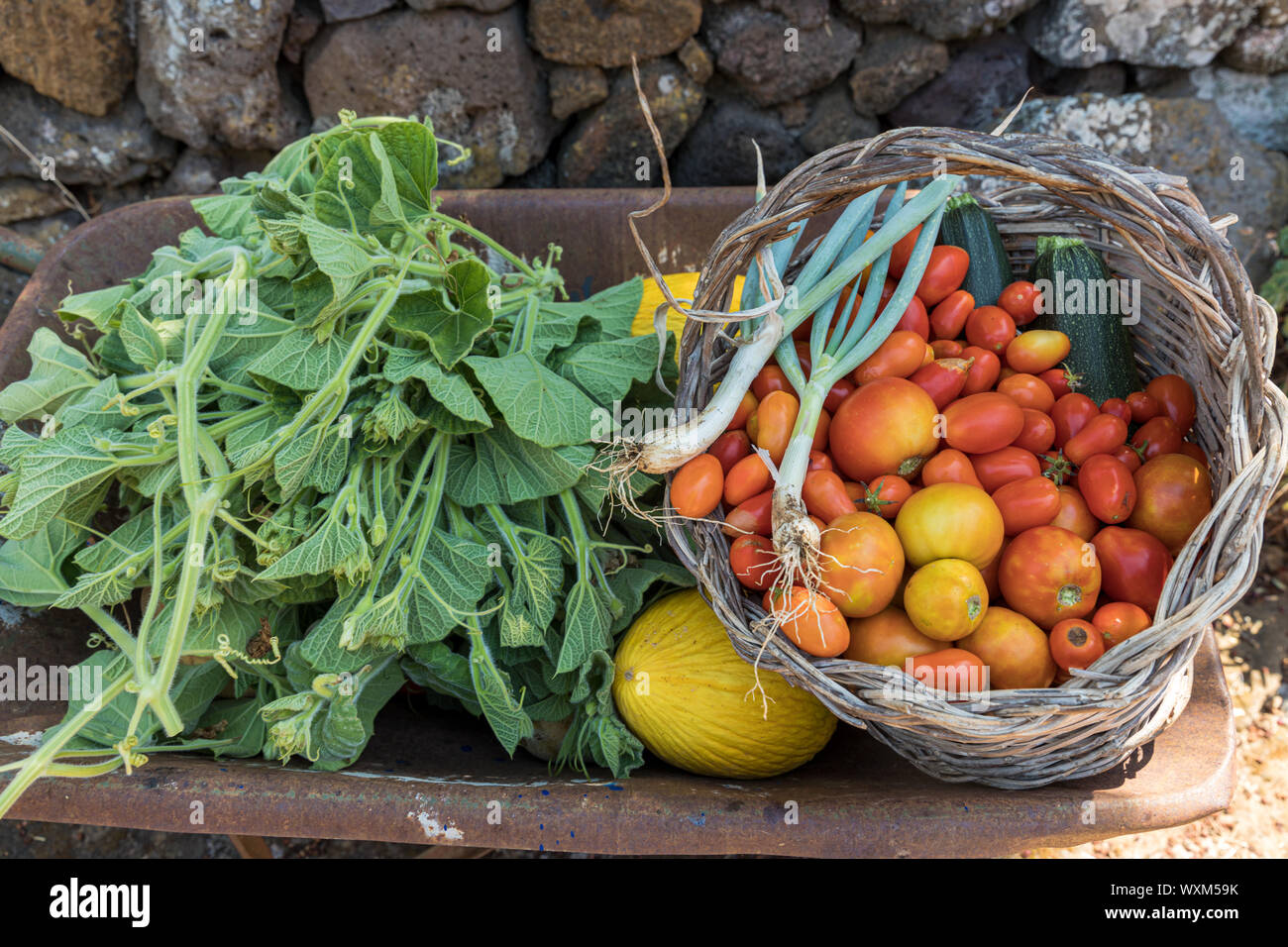 Des légumes frais et des fruits dans une brouette. Courge longue feuilles, melons et panier en osier avec tomates, courgettes et ciboulette Banque D'Images