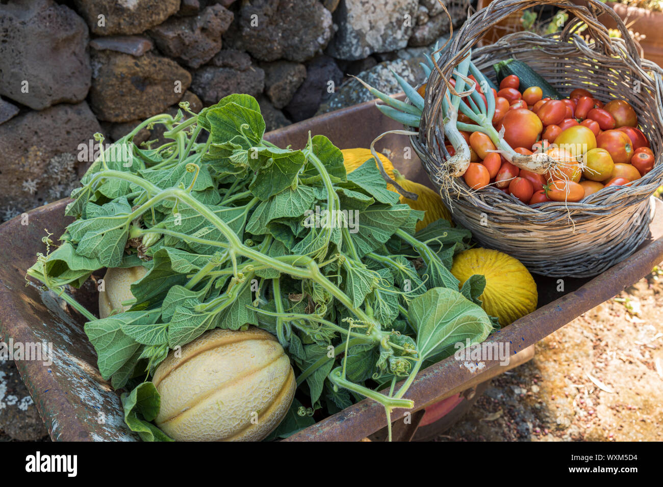 Des légumes frais et des fruits dans une brouette. Courge longue feuilles, melon, cantaloup et panier en osier avec tomates, courgettes et ciboulette Banque D'Images
