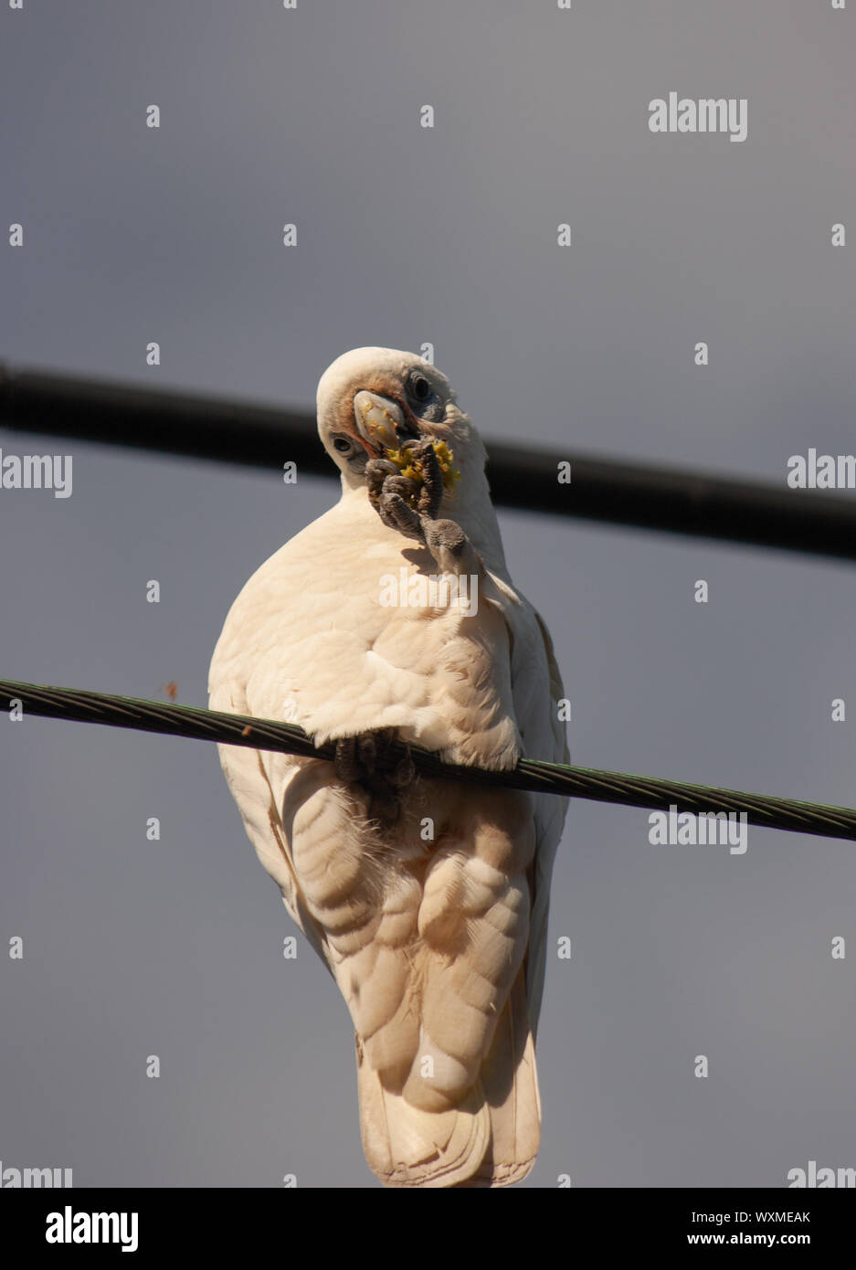 Un white sulphur-crested cockatoo assis sur un fil et de manger des aliments . L'utilisation de faible profondeur de champ pour faire le sujet. Banque D'Images