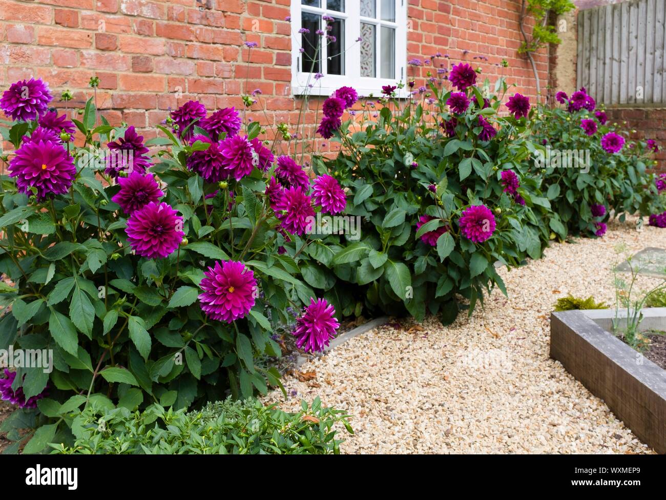 Dahlia fleurs en croissance dans une bordure d'un jardin Banque D'Images