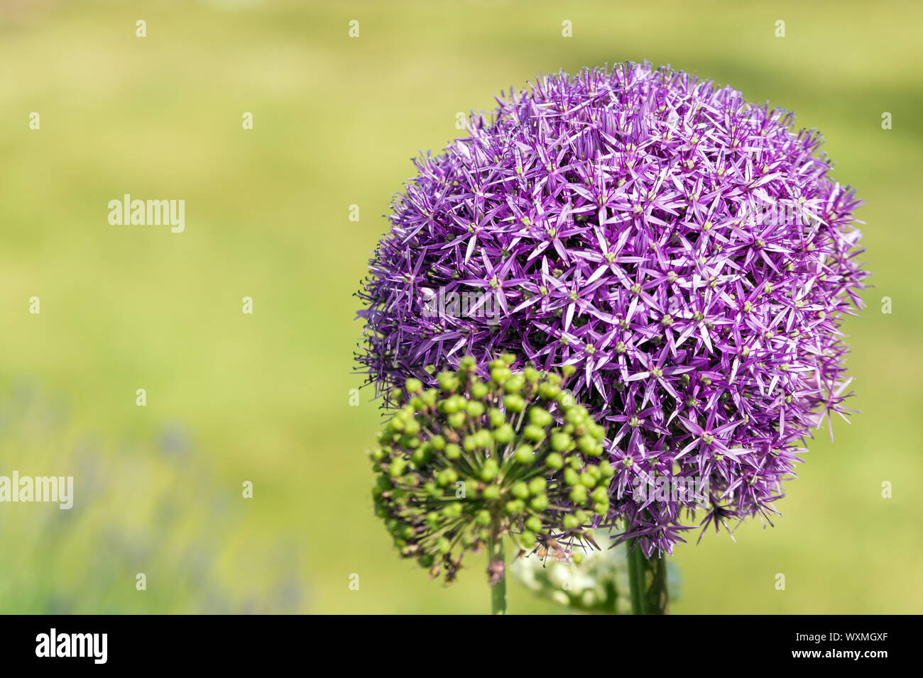 L'ail violet dans un jardin en face de l'arrière-plan vert Banque D'Images