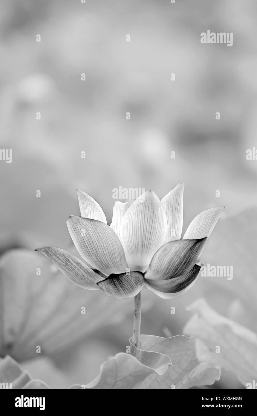 Décor de fleur de lotus dans la ferme dans ton noir et blanc. Banque D'Images